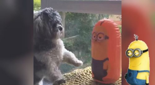 ¡Pelea intensa! Este perro ‘desafió’ a un minion y así terminó todo – VIDEO