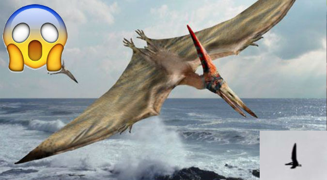 ¡No puede ser! Habrían grabado a pterodáctilo volando en EE.UU – VIDEO