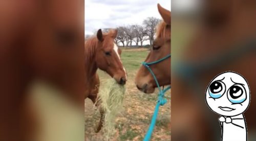 ¡’Friendzoneado’! Ni los caballos se salvan de la ‘friendzone’ – VIDEO