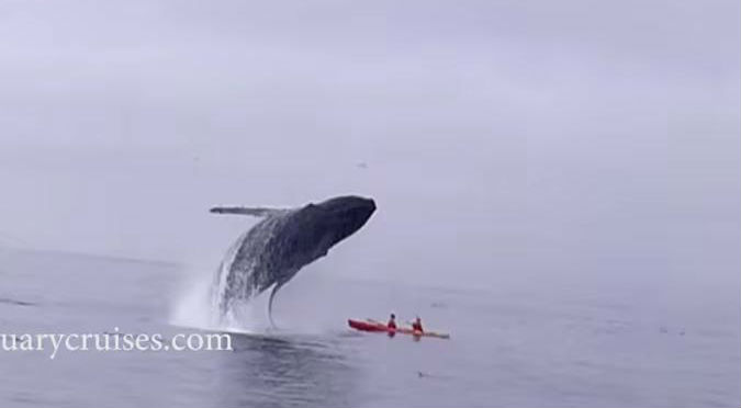 ¡Liberen a ‘Willy’! Ballena ‘aplastó’ a dos personas en medio del mar – VIDEO