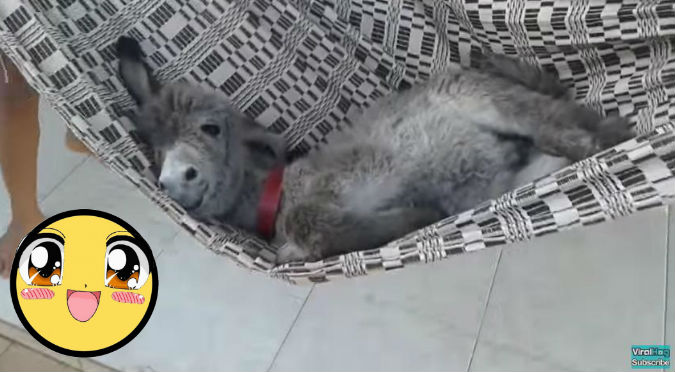 ¡Muy tierno! Este burrito en su hamaca te robará el corazón – VIDEO