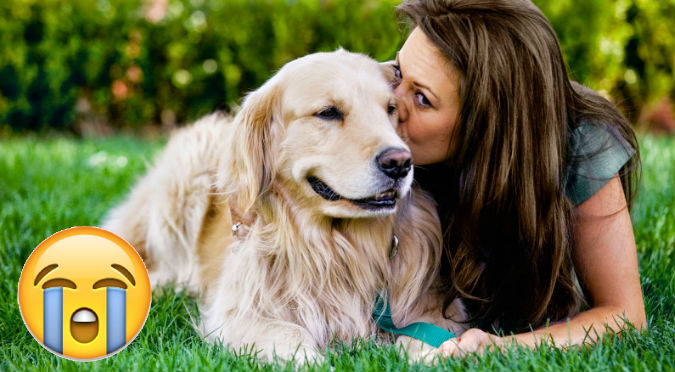 ¡Te hará llorar! Esta es la teoría del por qué los perro nunca mueren