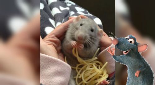 ¿Remy eres tú? Esta ratita comiendo fideos es lo más tierno que verás – VIDEO