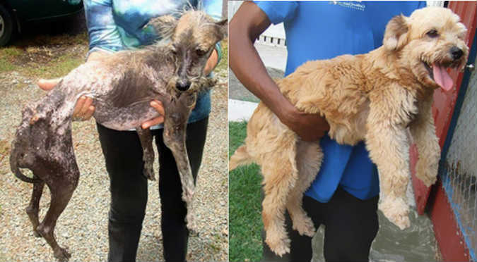 El antes y después de 8 perros rescatados de la calle