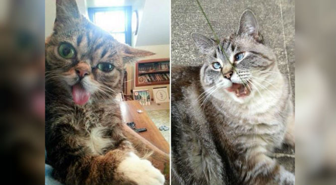 ¡JAJAJA! Las caras de estos ‘fotogénicos’ gatos te sacarán más de una sonrisa – FOTOS