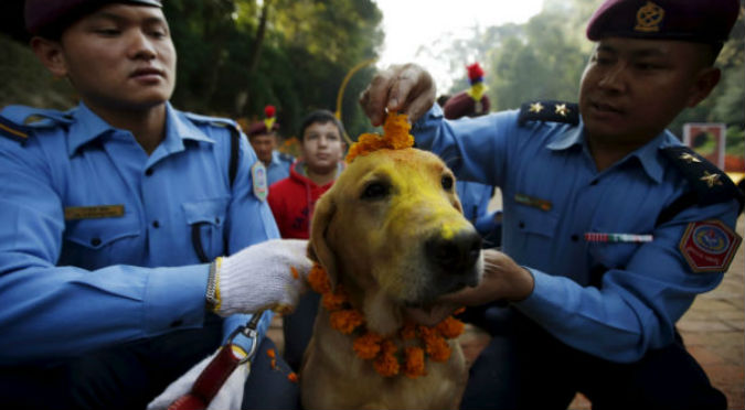¡Te va a encantar! Tihar, el festival que homenajea a los perros – VIDEO