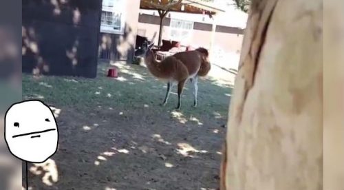 Instagram: ¡WTF! Llama ‘aterrorizó’ a hombre que la estaba grabando