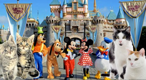 ¿En Disneyland viven más de 200 gatos libres? Aquí te lo contamos – FOTOS