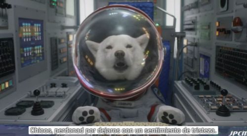 ¡JAJAJA! Conoce al perro que es una celebridad en los comerciales de Japón – VIDEO