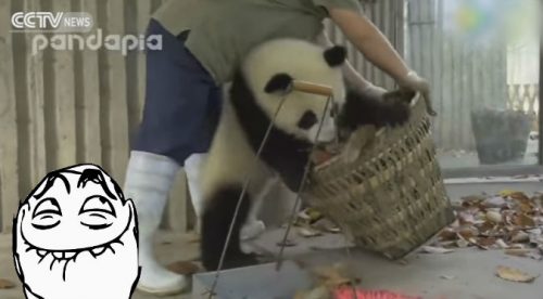 ¡Terribles! Así se ponen los pandas cuando les limpian sus ‘casas’ – VIDEO