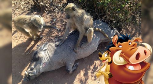 ¡Timón y Pumba de la vida real! Conoce la tierna historia de este jabalí y su amigo – FOTOS