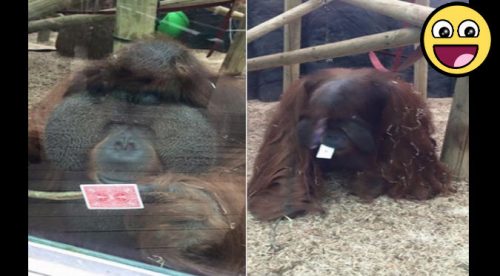 Facebook: Orangután hizo  truco de magia y este fue el resultado -VIDEO