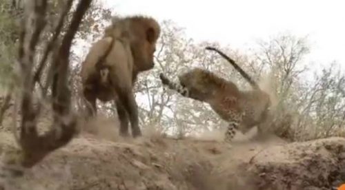 YouTube: Esta fue la espeluznante pelea entre un león y un leopardo