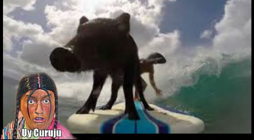 YouTube: Conoce al cerdo surfista y más ‘cool’