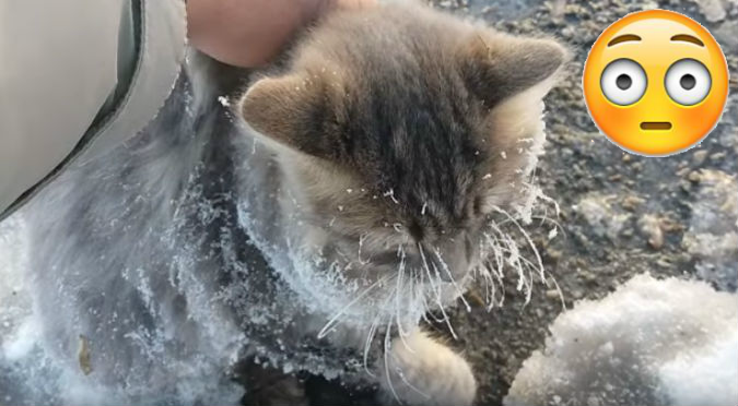 YouTube: Este gato se quedó pegado al hielo y al sacarlo …