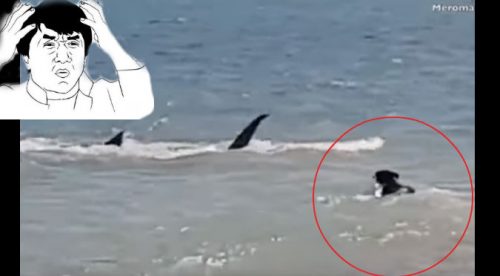 YouTube: Perro fue acorralado por tiburones cuando jugaba en el mar y …