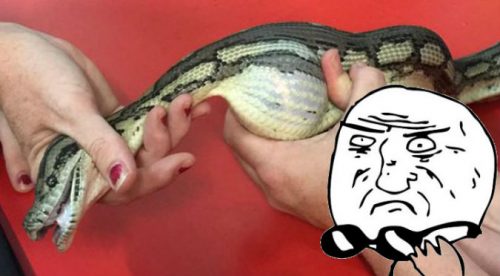 Facebook: No creerás lo que hallaron en el cuerpo de la serpiente – VIDEO