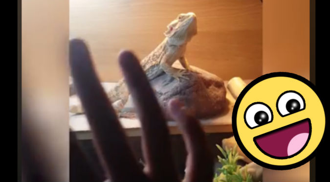 Facebook: Lagarto le respondió el saludo con esta seña – VIDEO