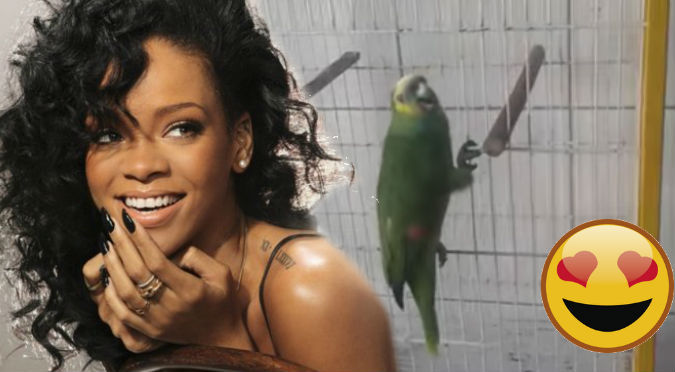 YouTube: Mira como este loro imita a Rihanna ¡OMG!