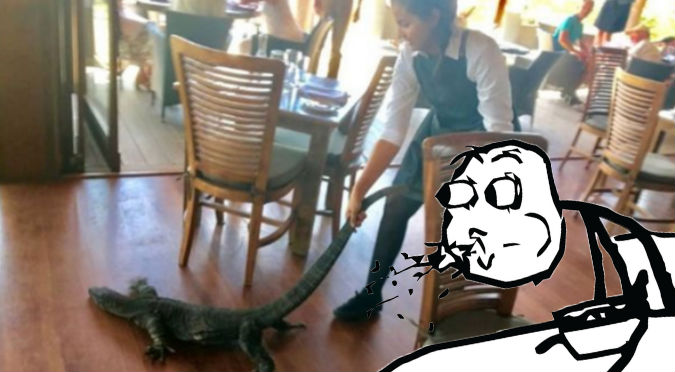 Facebook:  Lagarto apareció en un restaurante y esto pasó – VIDEO