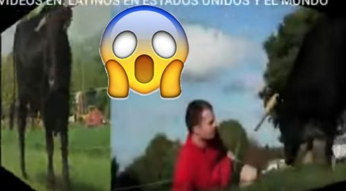 YouTube:  Toro actuó de esta manera al ver a un hombre ‘tirado’