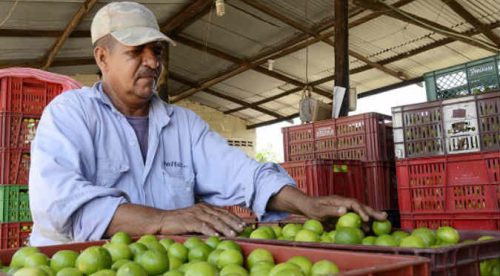 ¡Ni 10, ni 15 soles! El kilo de limón ahora cuesta …