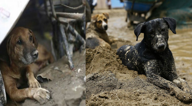 ¿Dónde llevar  y cómo ayudar a los animales afectados por huaicos?