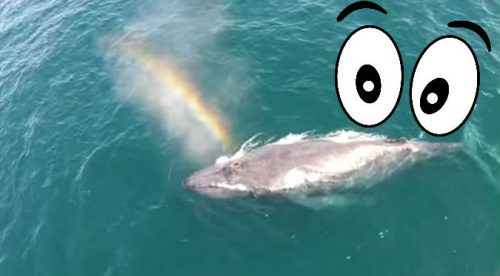 Viral: Conoce a la  ‘ballena unicornio’  que está dando que hablar – VIDEO