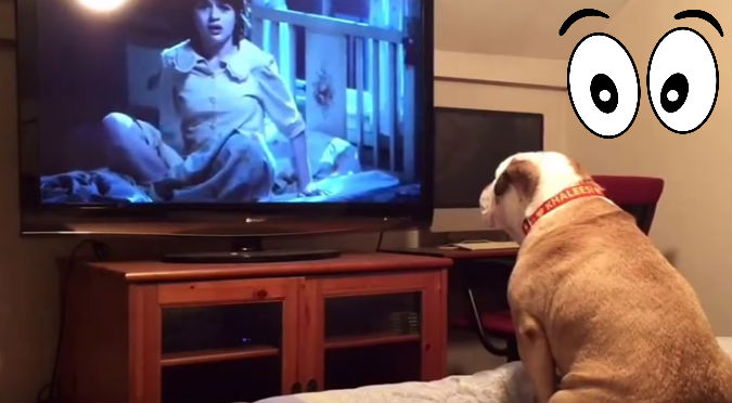 YouTube: Así reaccionó un bulldog  al ver una película de terror