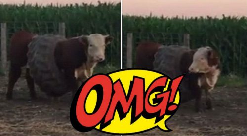 YouTube: Toro quedó atascado en llanta de tractor y esta fue la consecuencia