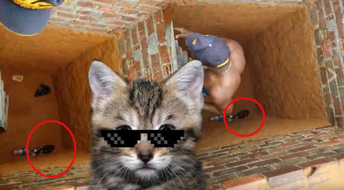 Quiso ayudar a un gato y fue trolleado de la peor manera (VIDEO)