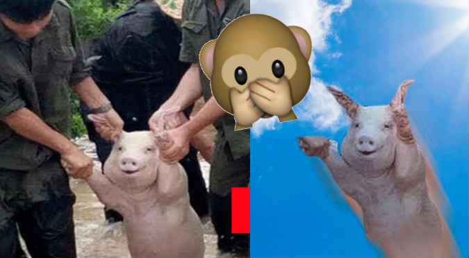 Cerdito fue rescatado y ahora es víctima de memes (FOTOS)