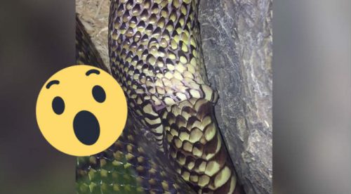 Serpiente se traga a sí misma y genera desconcierto en cibernautas