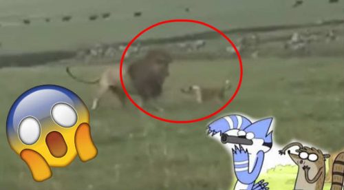 Perrito se enfrentó a dos leones y sale victorioso (VIDEO)