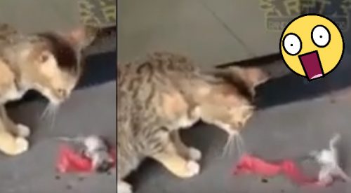 Facebook: Insólito escape de ratón deja sorprendido a gato (VIDEO)