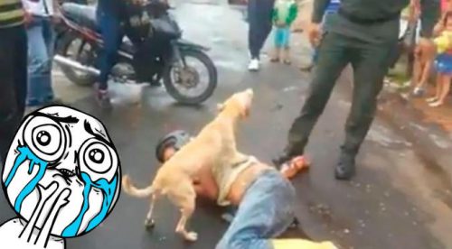 Perro cuida a su dueño que estaba ebrio (VIDEO)