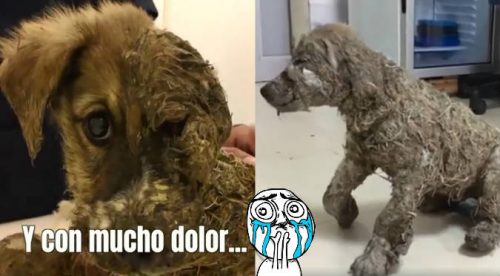 Así luce el perrito que fue ahogado en pegamento por unos niños (VIDEO)