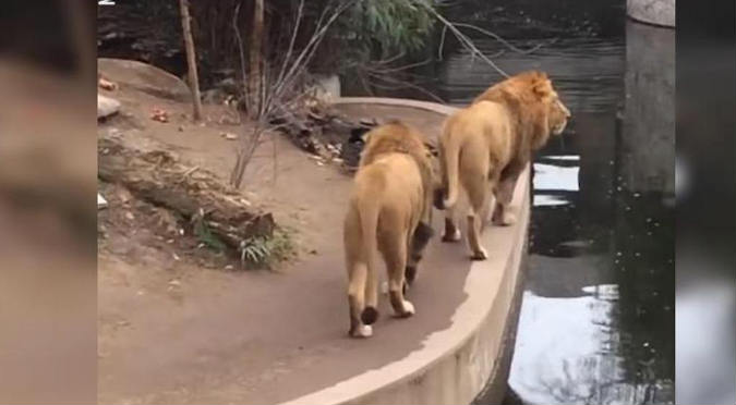 Viral: León se resbala y causa la risa de espectadores (VIDEO)