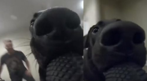 Perrito robó una GoPro y graba todo su recorrido (VIDEO)