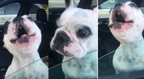 Perrito con voz de tenor es viral en Internet (VIDEO)