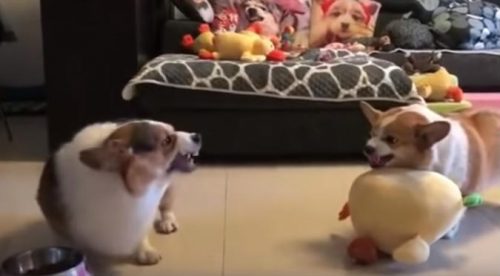 Intenso enfrentamiento entre corgis se viraliza (VIDEO)