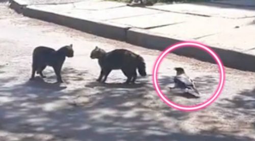 Cuervo se mete en pelea de gatos y mira lo que sucede (VIDEO)