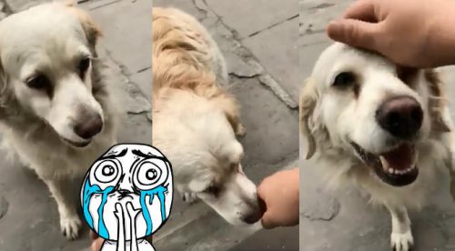 Perrita y su forma de pedir cariño en la calle se vuelve viral