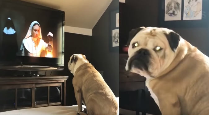 Perro ve película ‘La Monja’ y su reacción es peor que la de un humano