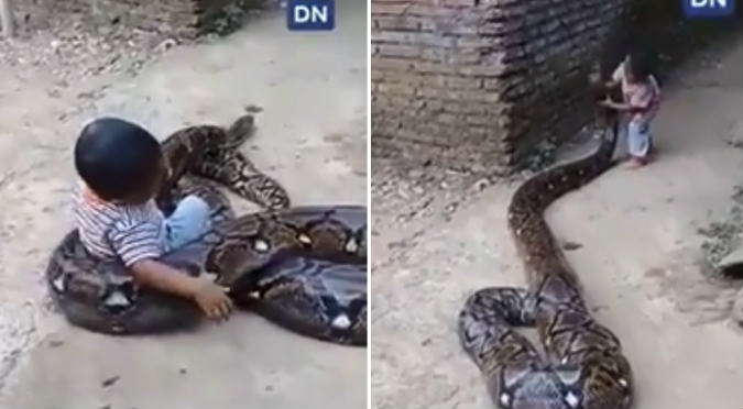 Niño juega con serpiente pitón y deja en shock al mundo (VIDEO)