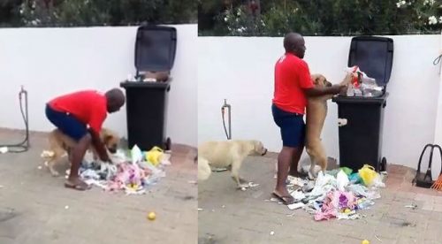 Perro destroza la basura y recibe lección que nunca olvidará