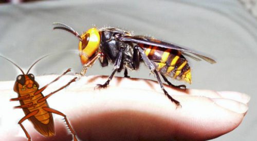 Pelea entre avispón y cucaracha termina con final inesperado (VIDEO)