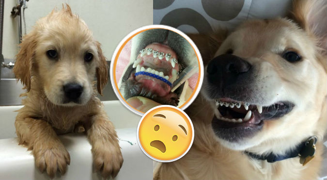 ¿Brackets para perros? Mira el caso del tierno Wesley