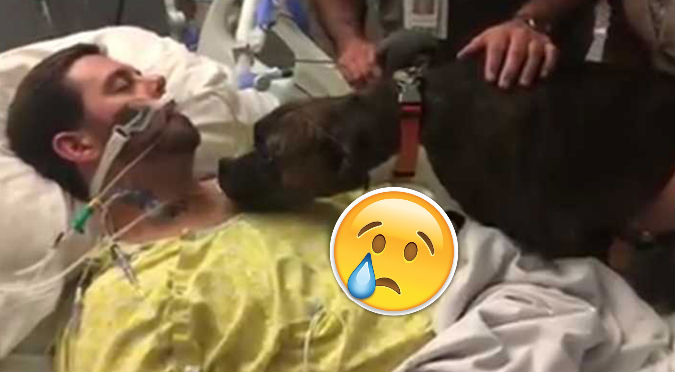 Video de perro despidiéndose de su dueño conmueve al mundo