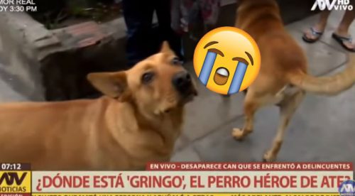 Perrito héroe que mordió trasero de ladrón está desaparecido (VIDEO)